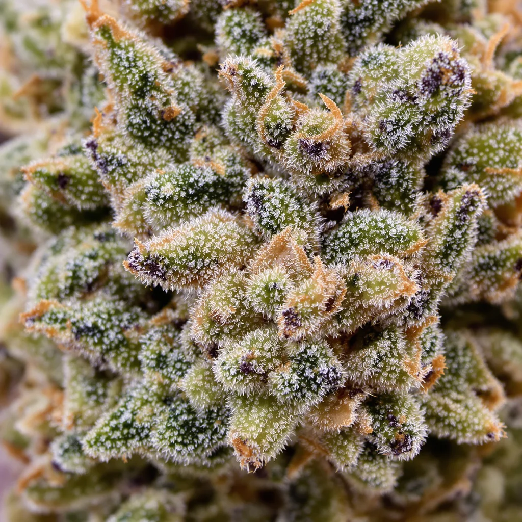Primer plano de cogollo de cannabis Blueberry Yum Yum mostrando estructura abierta con pistilos naranjas