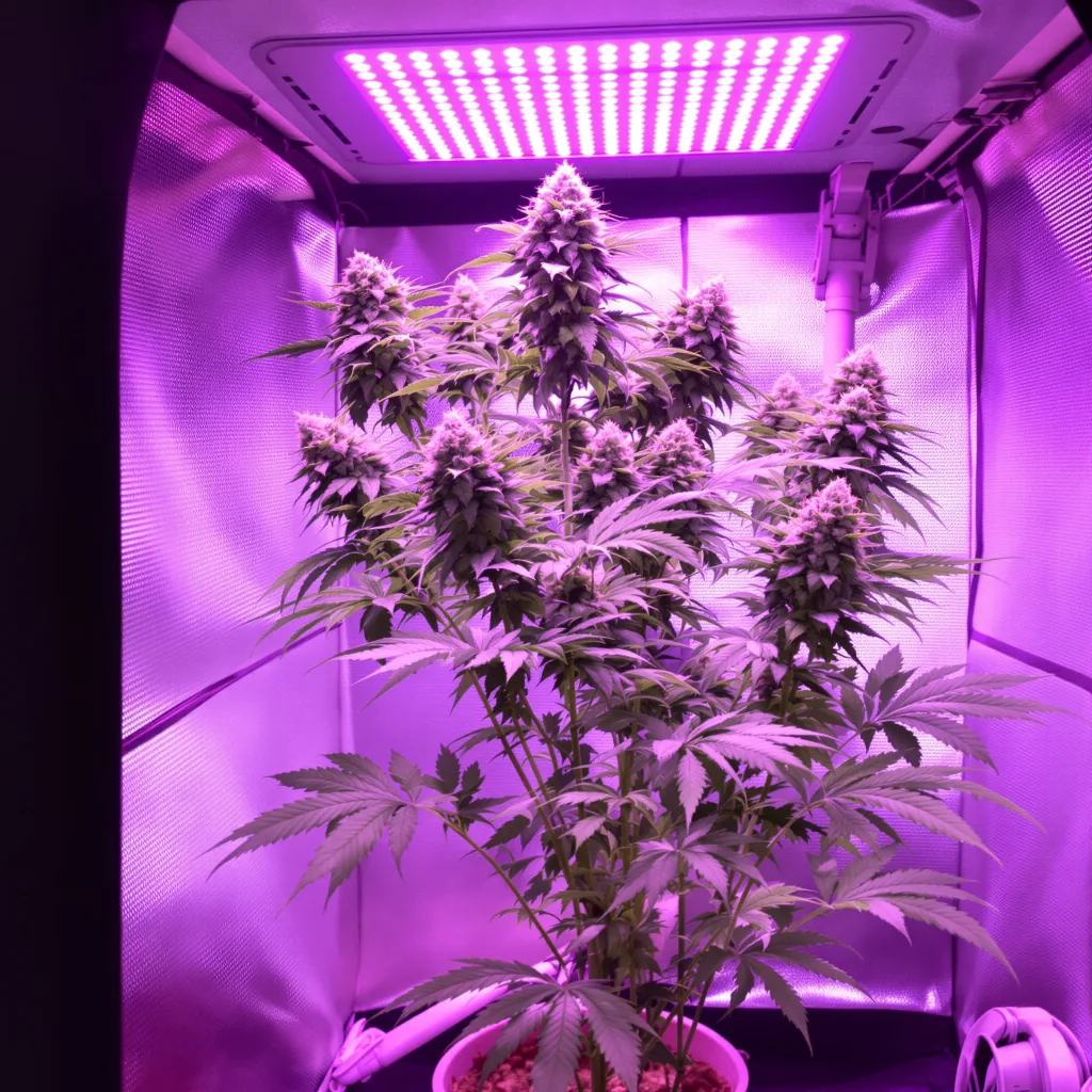 Planta de cannabis Bogart en fase de floración — 120-180 cm feminizada
