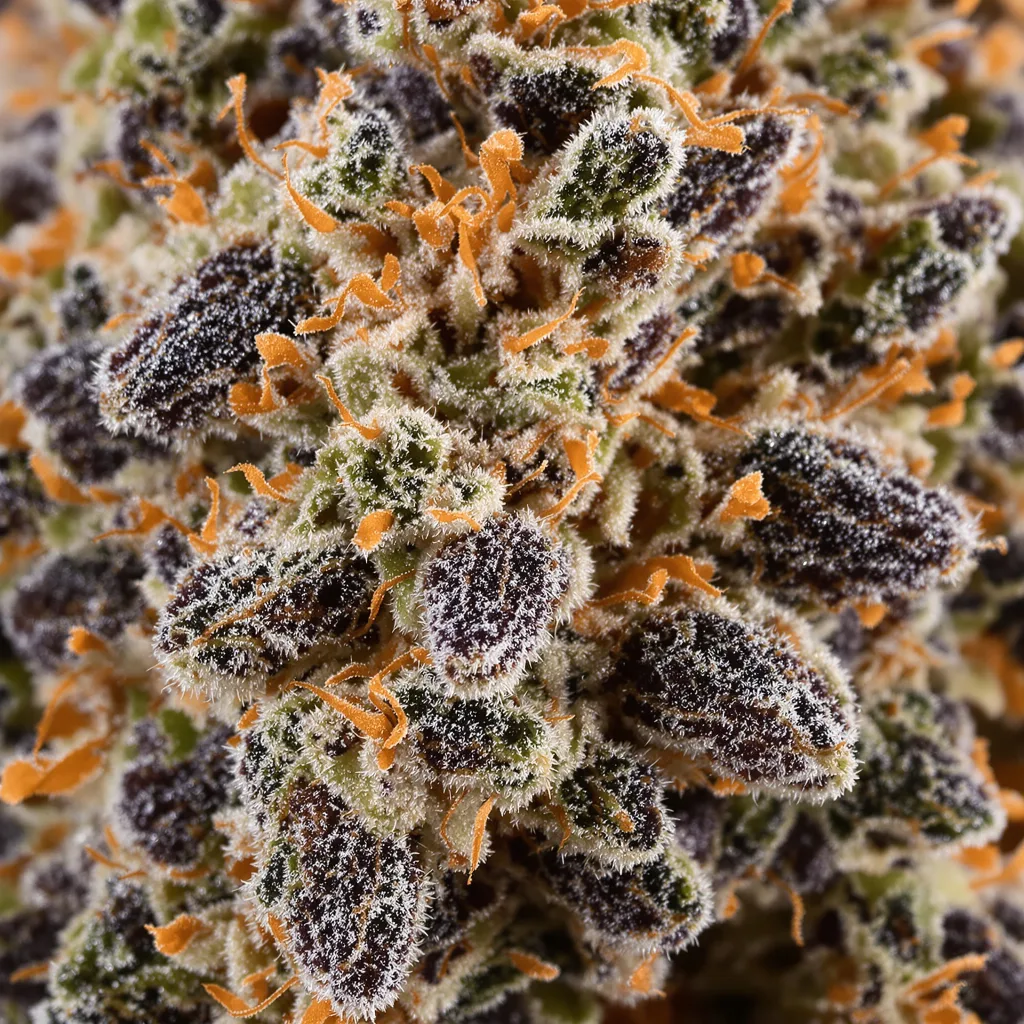 Primer plano de cogollo de cannabis Brand X mostrando cálices densos con tonos morados