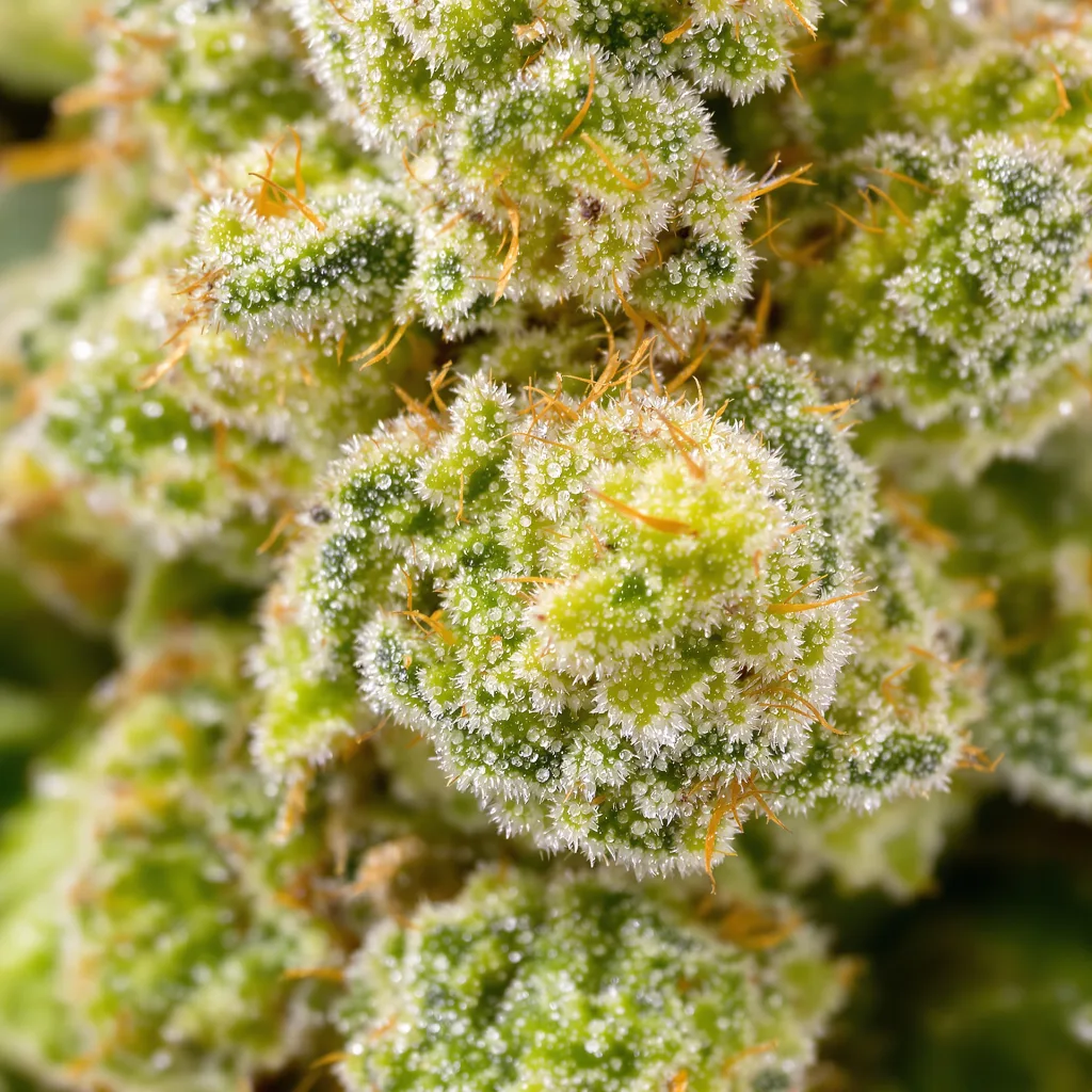 Primer plano de cogollo de cannabis Bruce Banner #3 mostrando estructura aireada verde lima