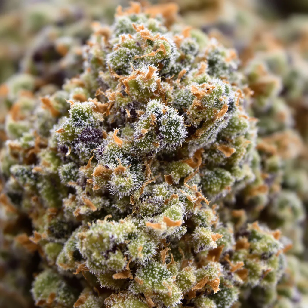 Primer plano de cogollo de cannabis Bruce Banner mostrando estructura equilibrada con tricomas escarchados