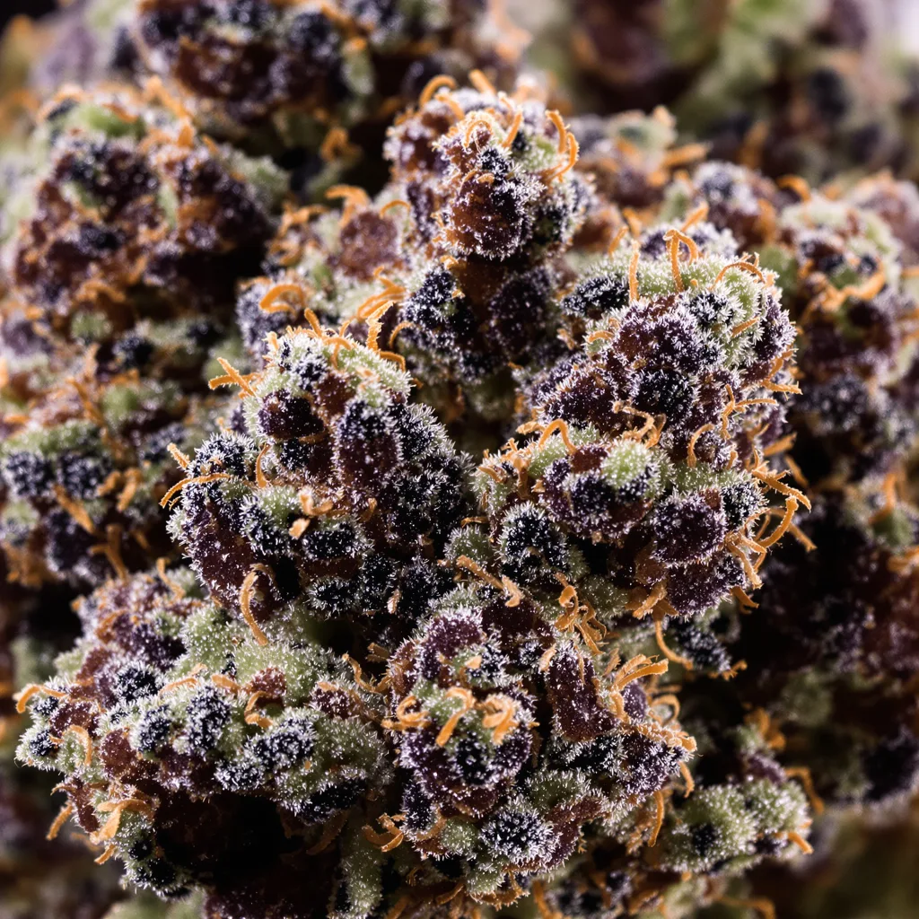 Primer plano de cogollo de cannabis Bubba Gift mostrando cálices densos con tonos morados