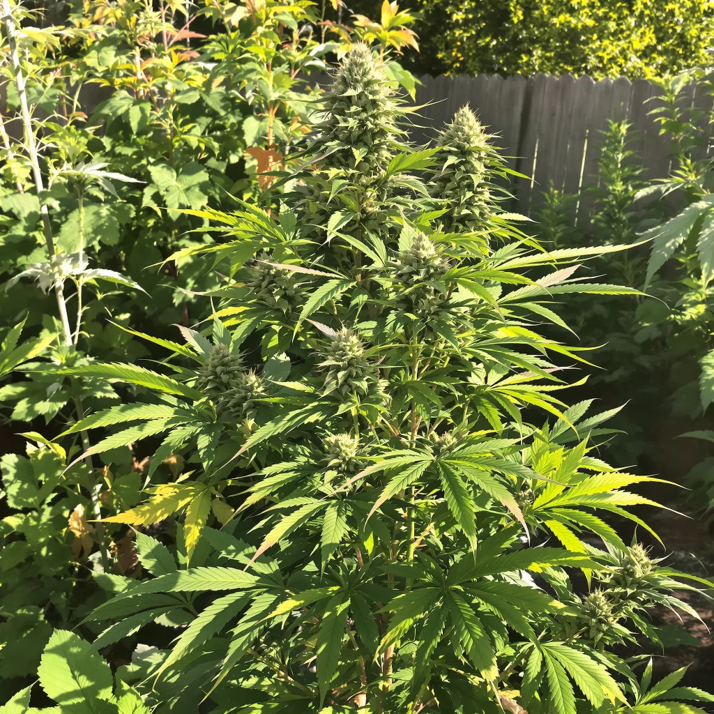 Bubba Gift 82% indica / 18% sativa — flor con tricomas visibles
