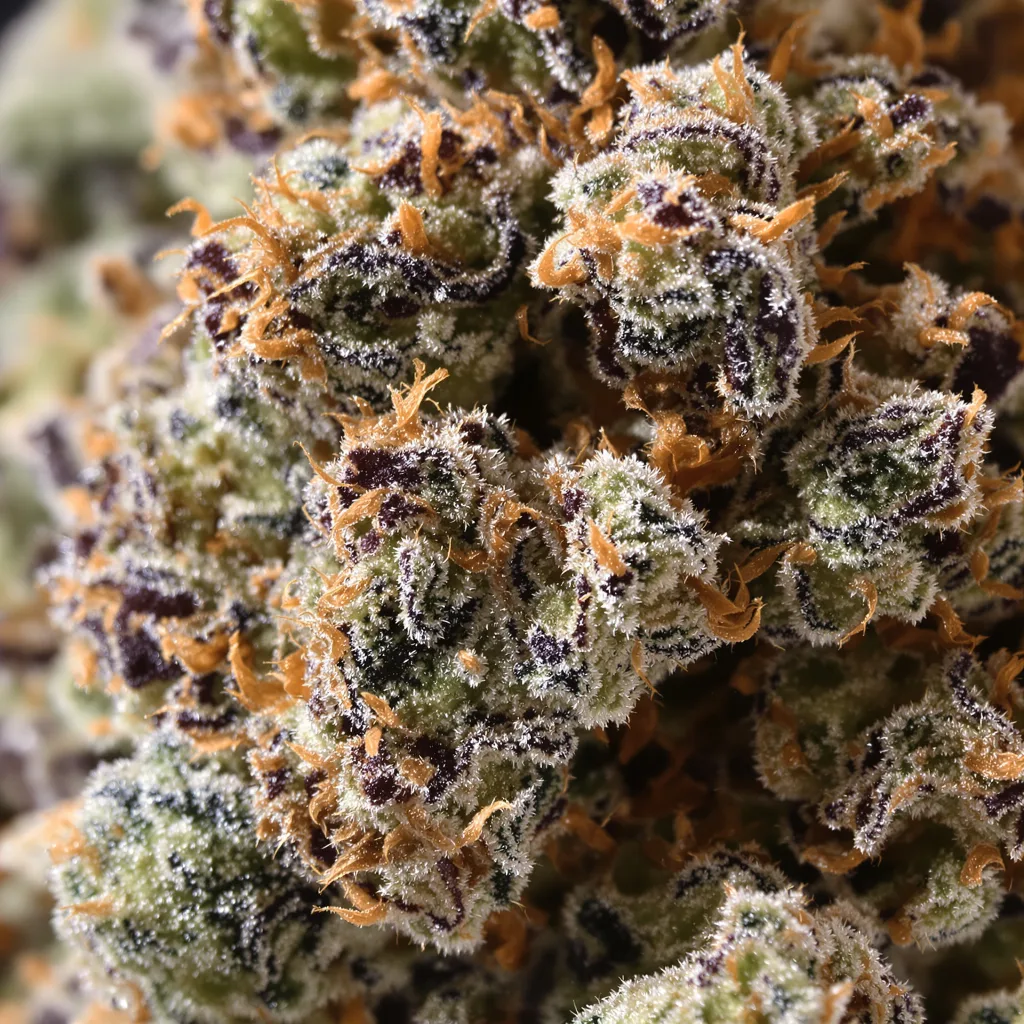 Primer plano de cogollo de cannabis Bubba Kush mostrando cálices densos con tonos morados