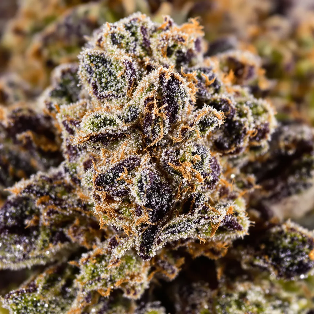 Primer plano de cogollo de cannabis Bubba OG mostrando cálices densos con tonos morados