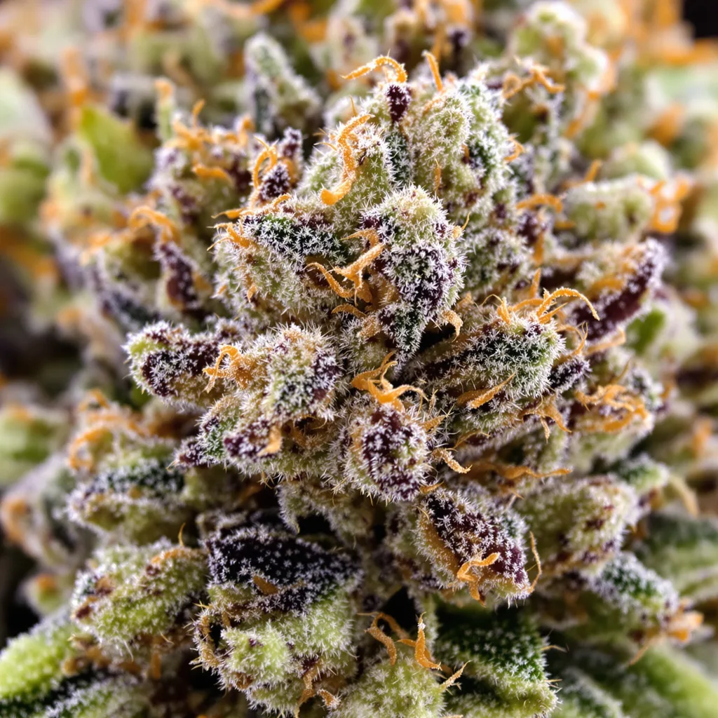 Primer plano de cogollo de cannabis Bubba Tom Hayes mostrando estructura abierta con pistilos naranjas