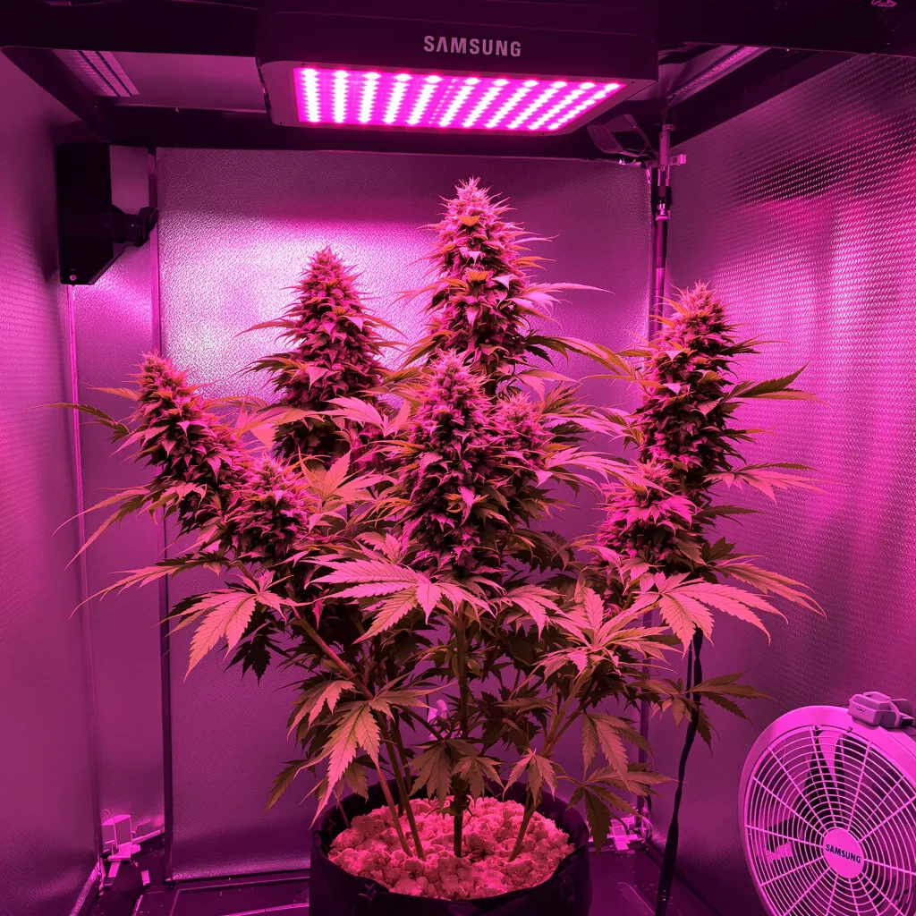 Planta de cannabis Bubblegum en fase de floración — 120-180 cm feminizada