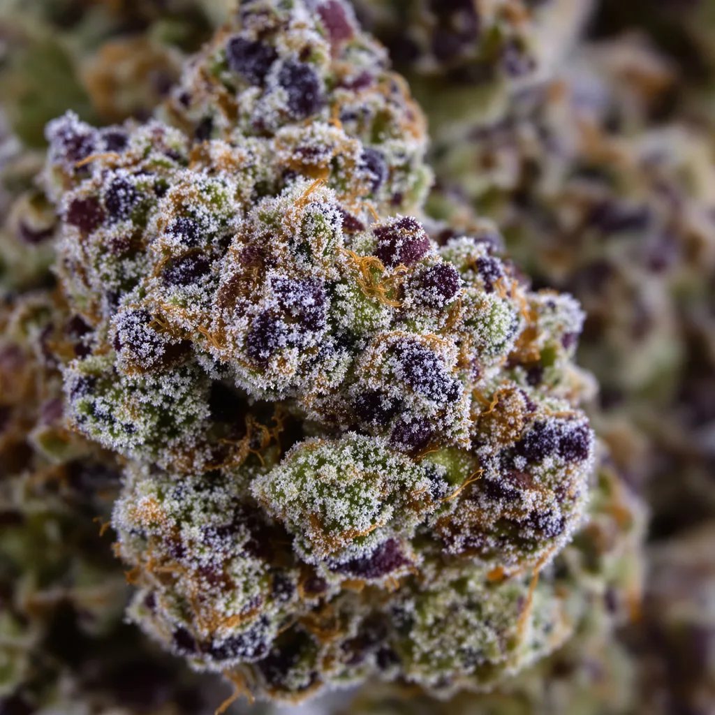 Primer plano de cogollo de cannabis Bubblegum Kush mostrando cálices densos con tonos morados