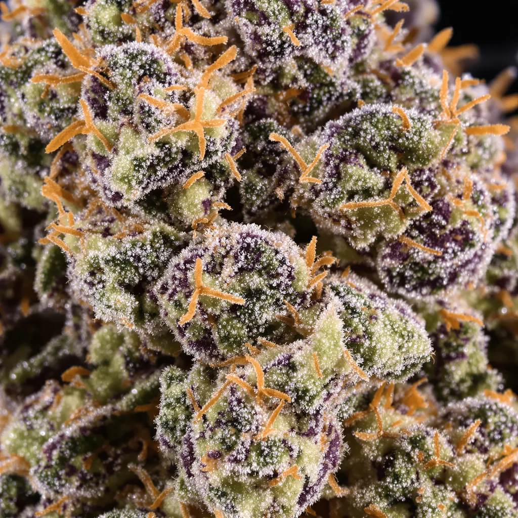 Primer plano de cogollo de cannabis Buckeye Purple mostrando cálices densos con tonos morados