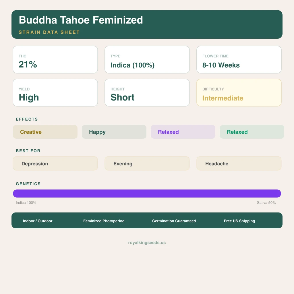 Buddha Tahoe 100% indica / 50% sativa — flor con tricomas visibles