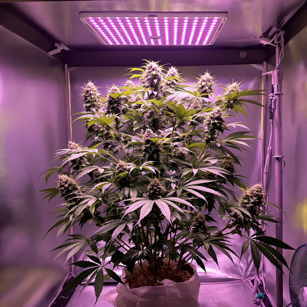 Planta de cannabis Burkle en fase de floración — 60-100 cm autofloración
