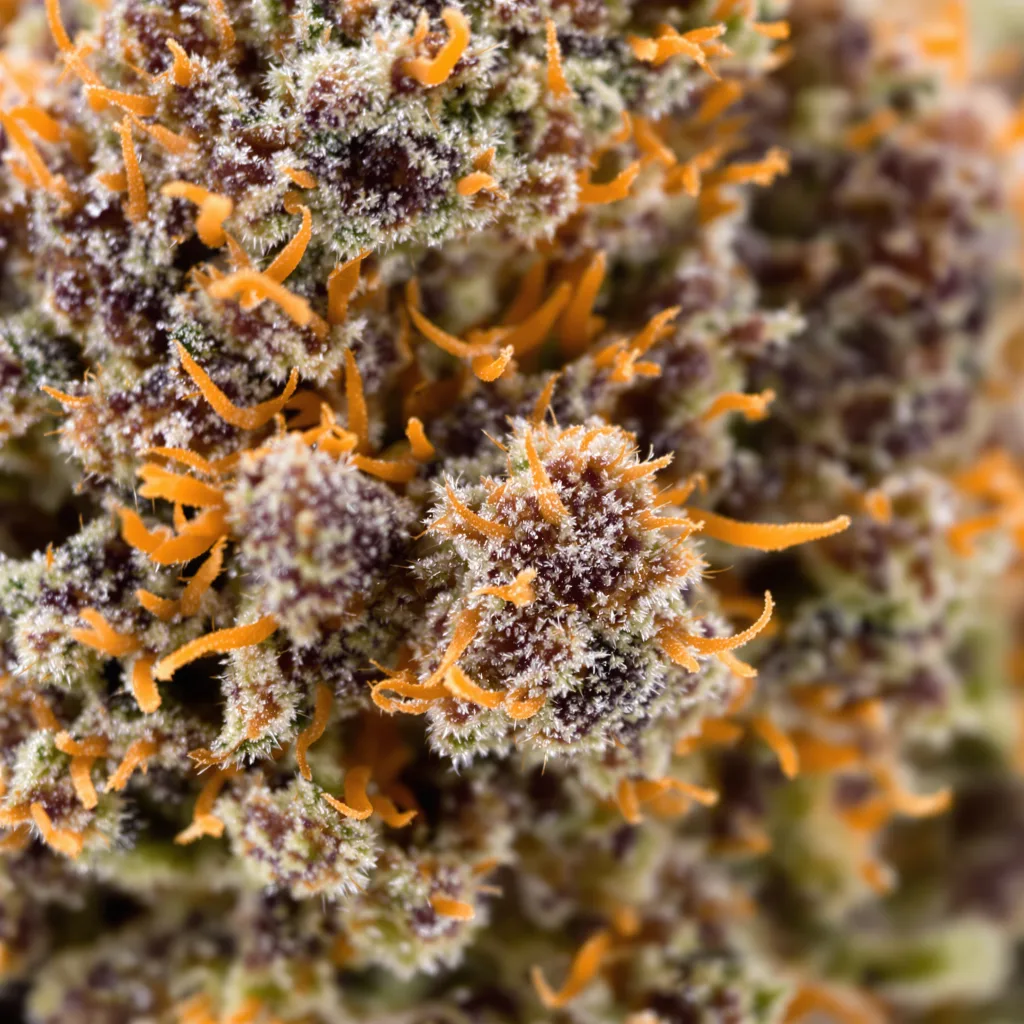 Primer plano de cogollo de cannabis Burkle mostrando cálices densos con tonos morados