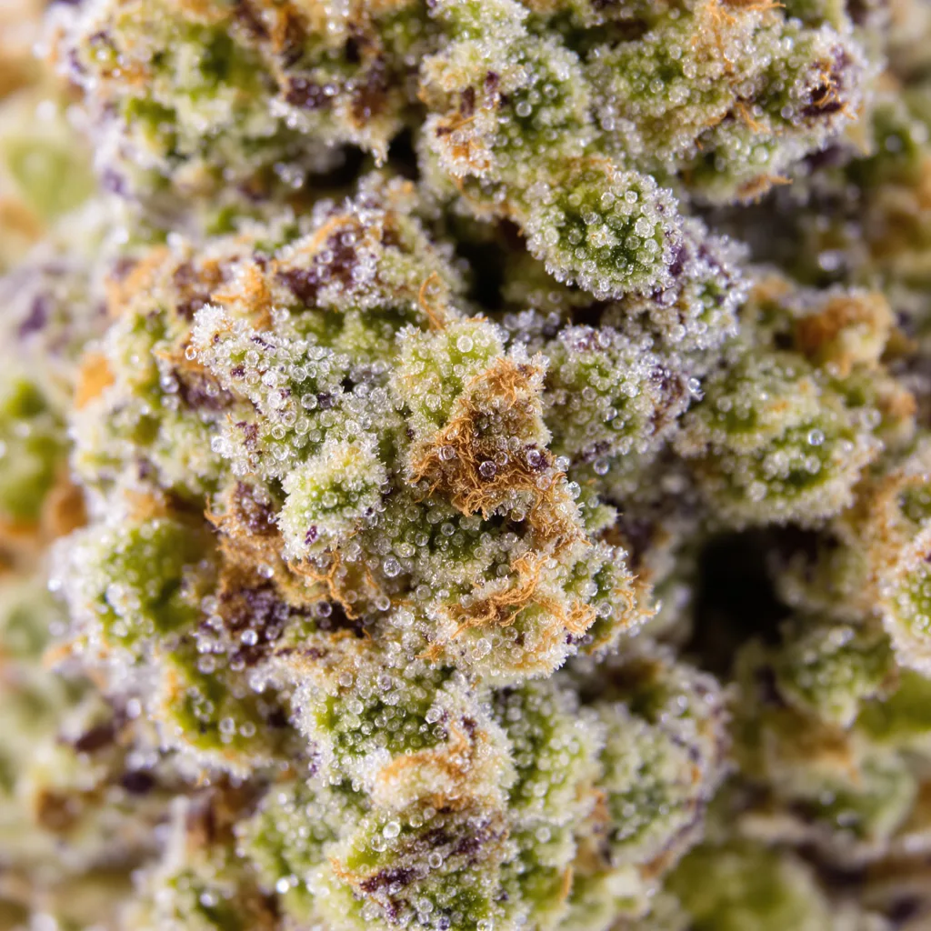 Primer plano de cogollo de cannabis Cadillac Purple mostrando cogollos densos verde bosque