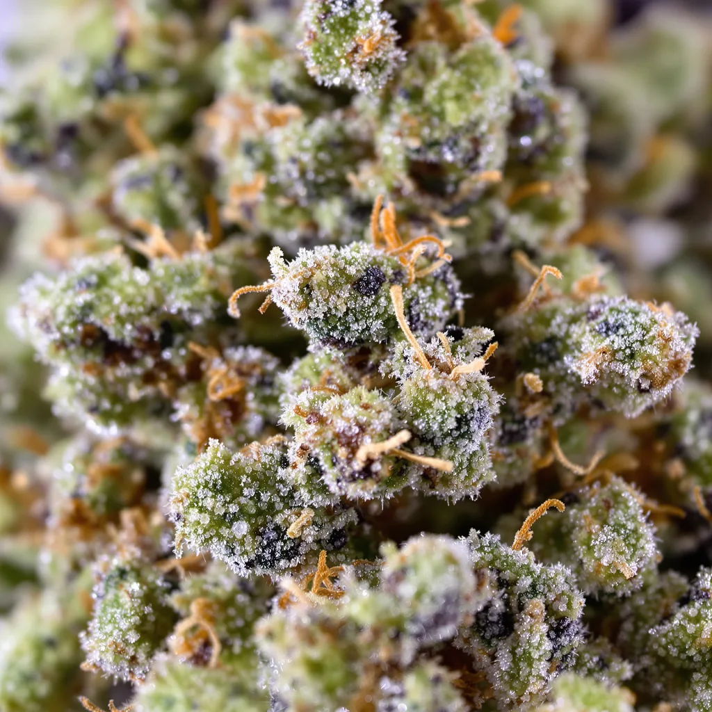 Primer plano de cogollo de cannabis California Orange mostrando estructura equilibrada con tricomas escarchados