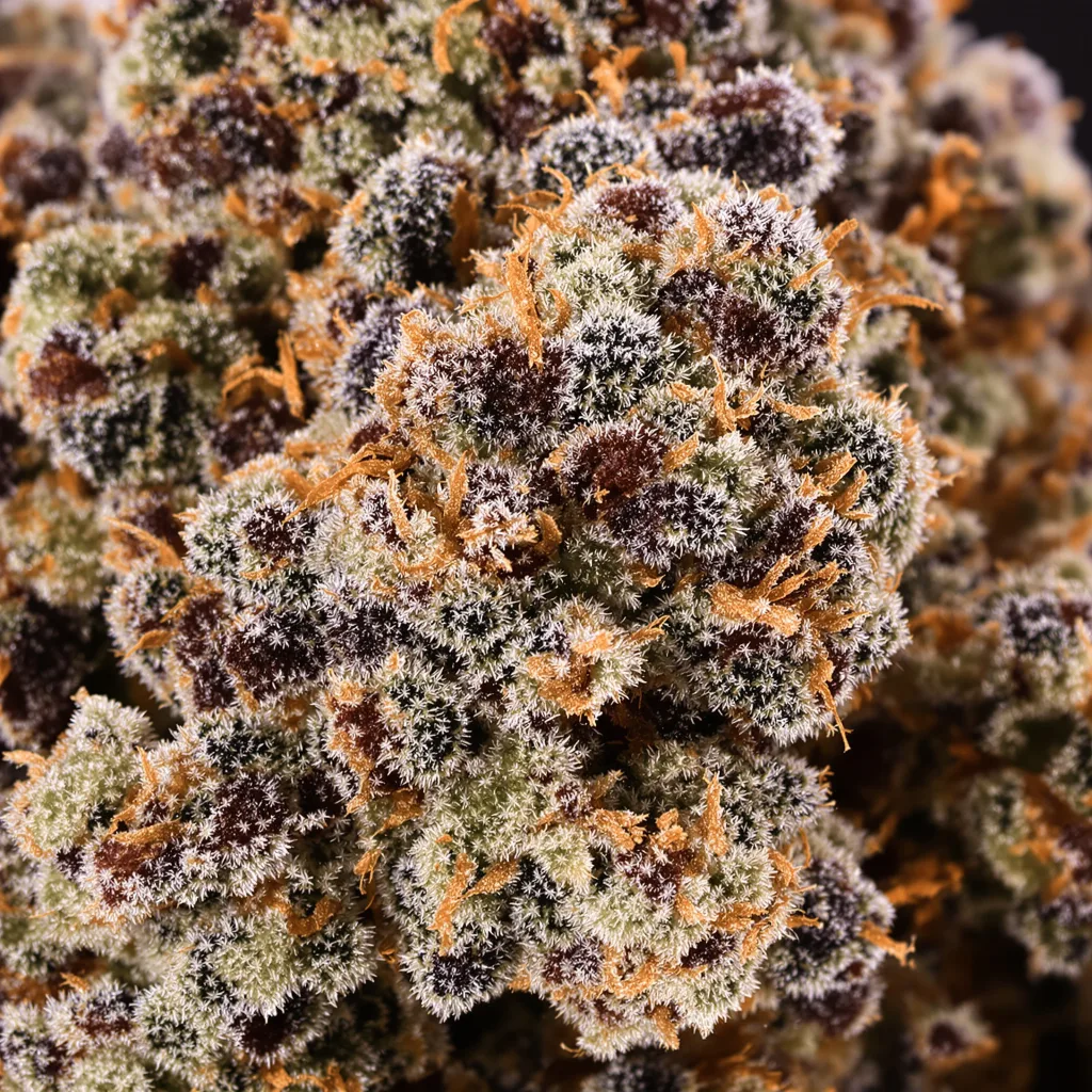 Primer plano de cogollo de cannabis Candy Cane mostrando cálices densos con tonos morados