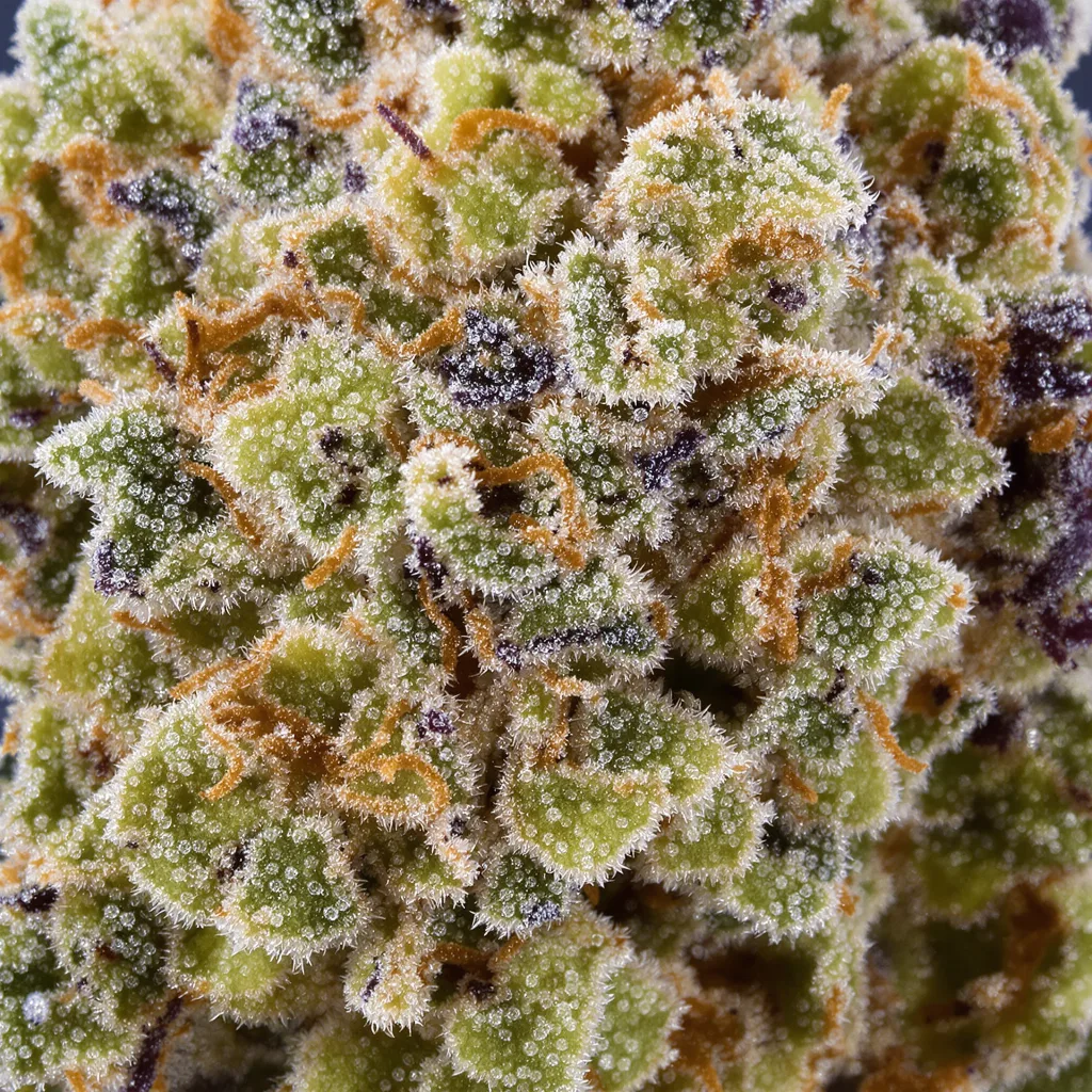 Primer plano de cogollo de cannabis Canna-Tsu Kush mostrando estructura equilibrada con tricomas escarchados