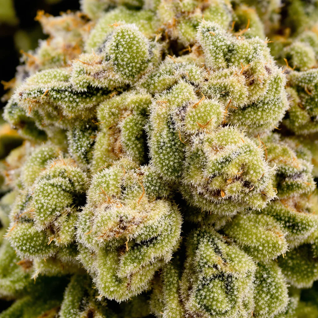 Primer plano de cogollo de cannabis Cannalope Haze mostrando estructura aireada verde lima