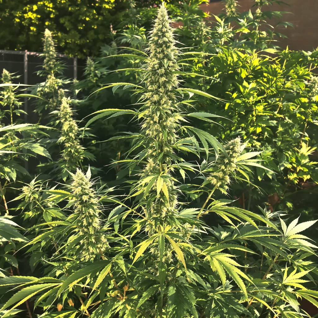 Cannalope Haze 10% indica / 90% sativa — flor con tricomas visibles