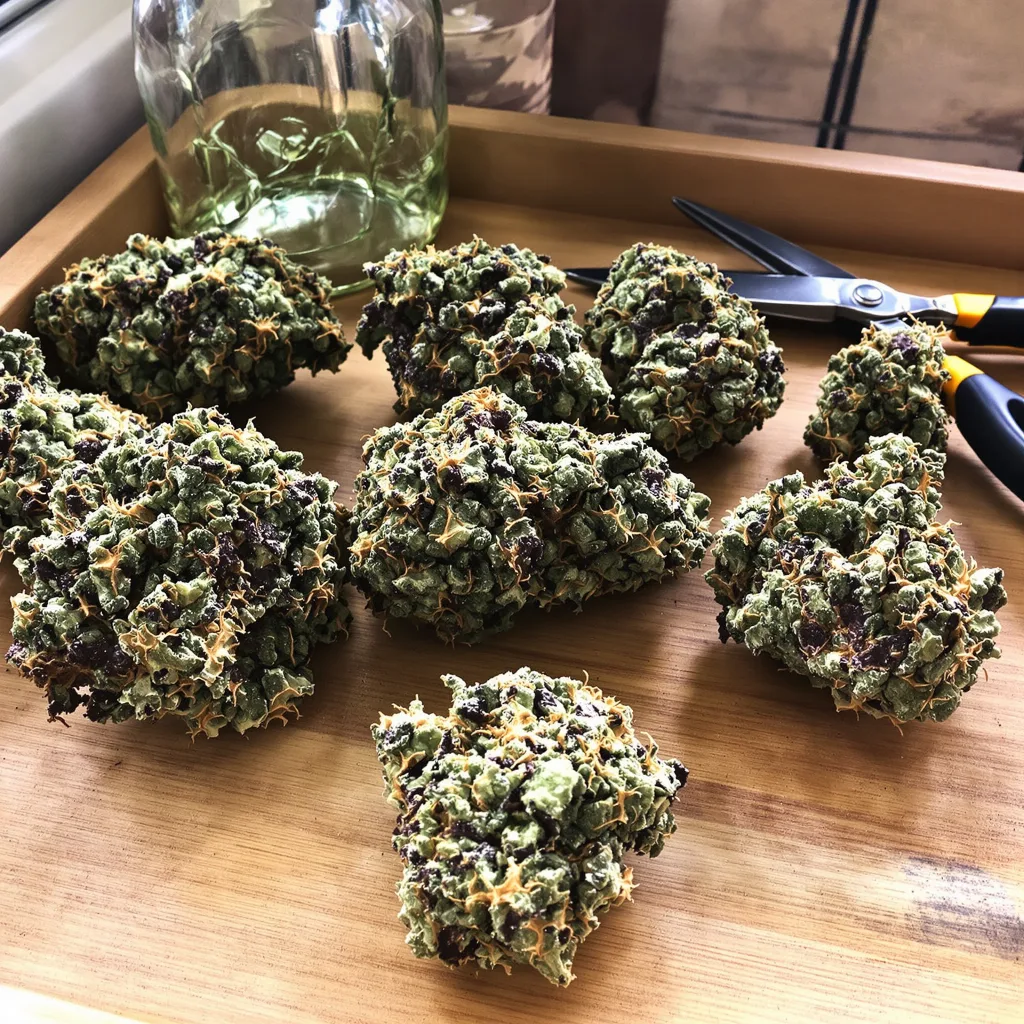 Cannatonic 84% indica / 16% sativa — flor con tricomas visibles