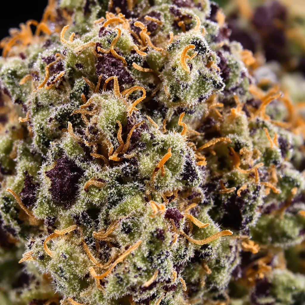 Primer plano de cogollo de cannabis Cannatonic mostrando cálices densos con tonos morados