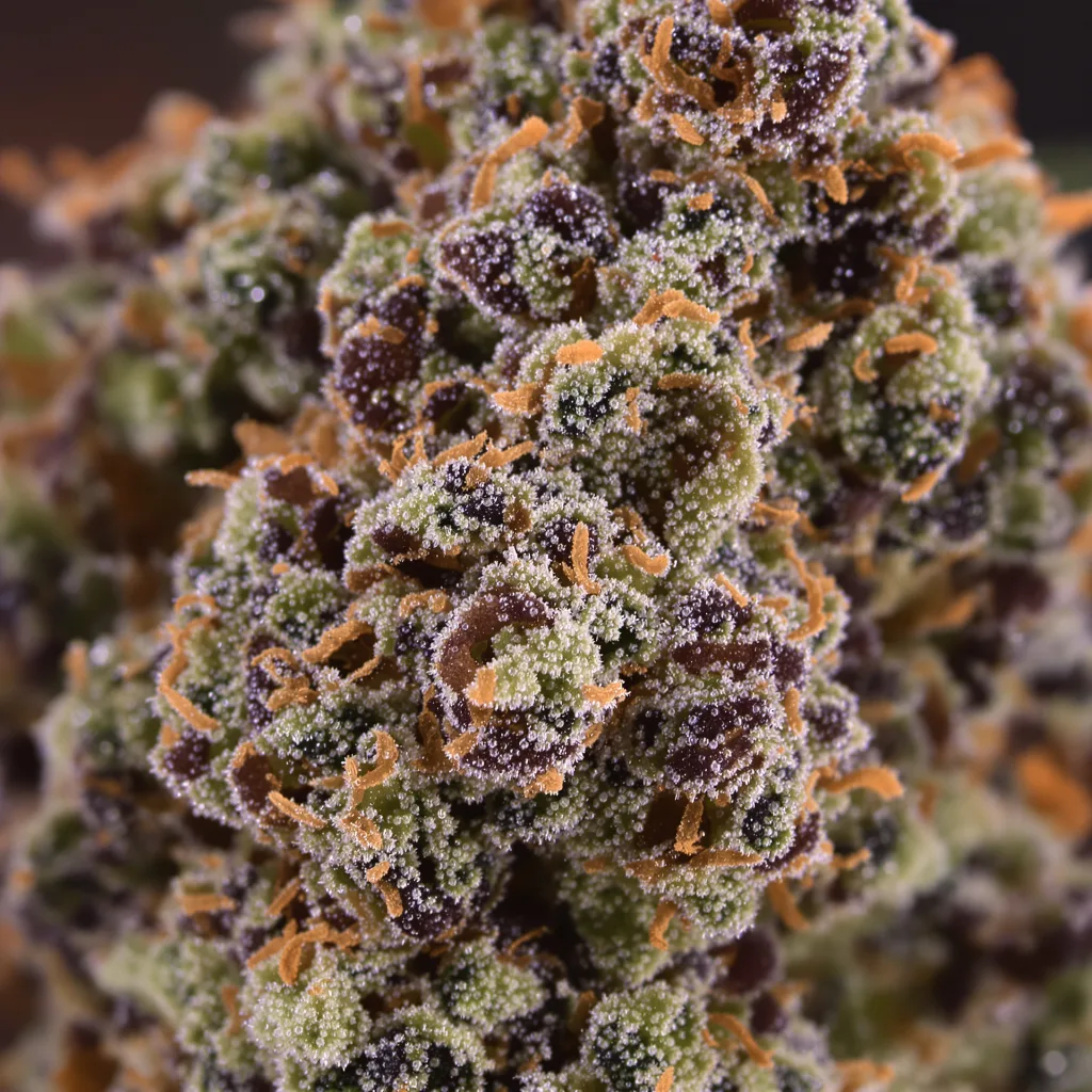 Primer plano de cogollo de cannabis Cascadia Kush mostrando cálices densos con tonos morados