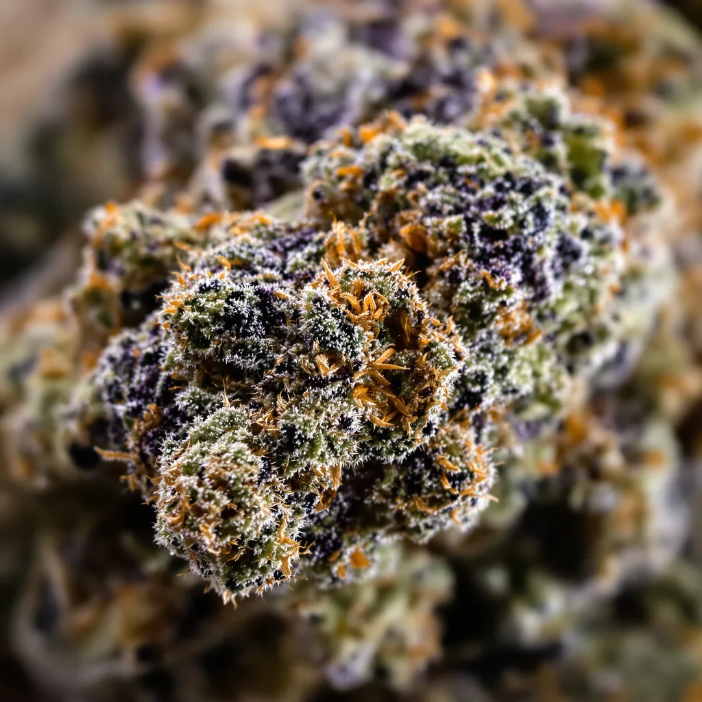 Primer plano de cogollo de cannabis Cataract Kush mostrando cálices densos con tonos morados