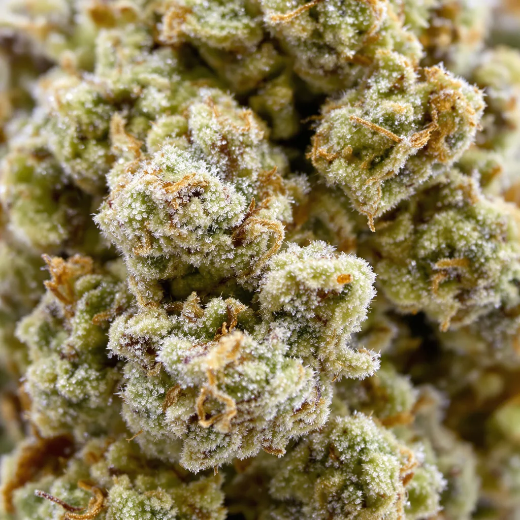 Primer plano de cogollo de cannabis CBD Blueberry mostrando flor clara con baja resina
