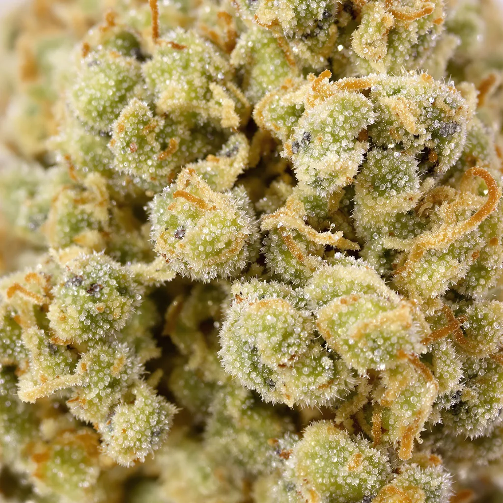 Primer plano de cogollo de cannabis CBD Cream &amp; Cheese mostrando flor clara con baja resina