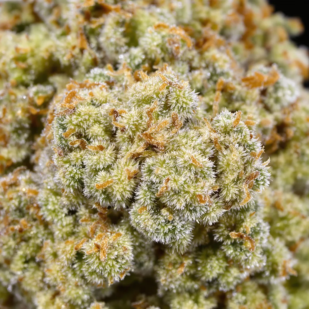 Primer plano de cogollo de cannabis CBD Haze mostrando flor clara con baja resina