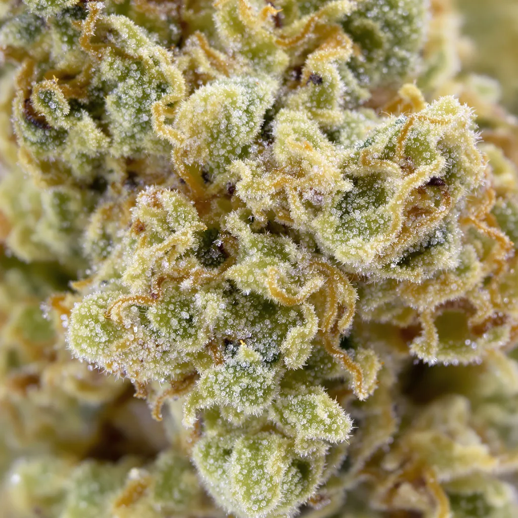 Primer plano de cogollo de cannabis CBD Moby Dick mostrando flor clara con baja resina
