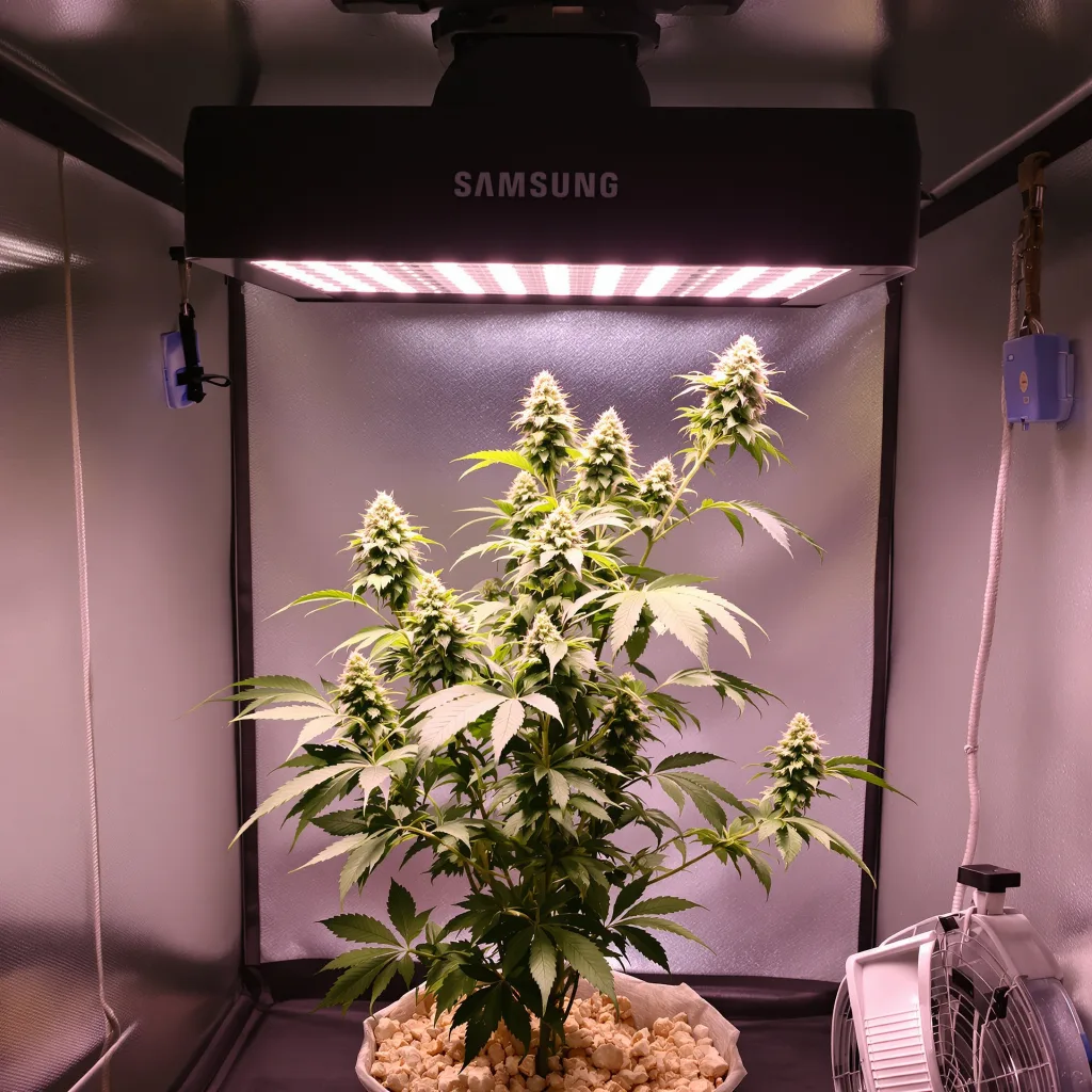 Planta de cannabis CBD Shark en fase de floración — 120-180 cm feminizada