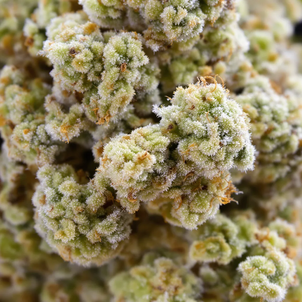 Primer plano de cogollo de cannabis CBD Shark mostrando flor clara con baja resina