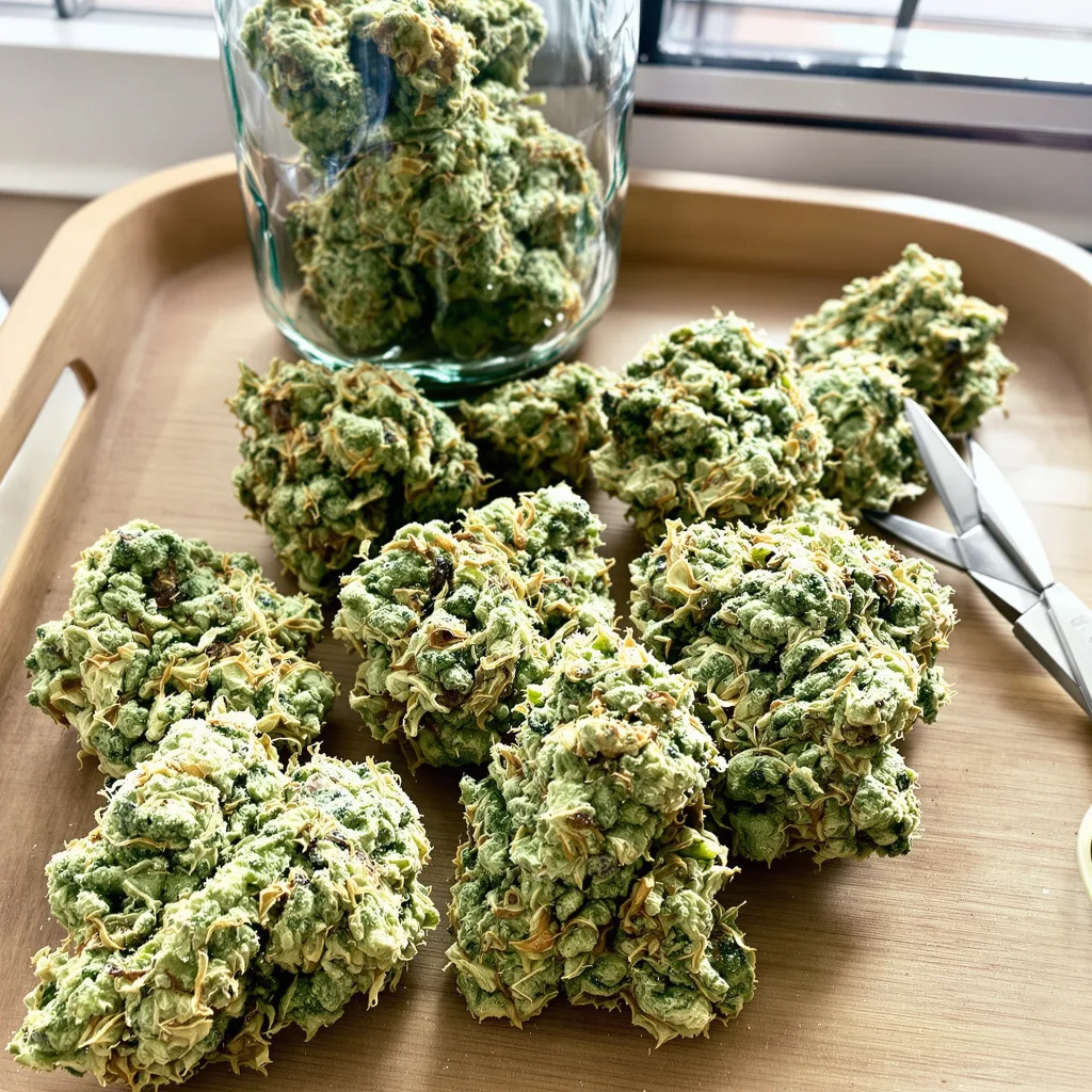 CBD Stress Killer 59% indica / 41% sativa — flor con tricomas visibles