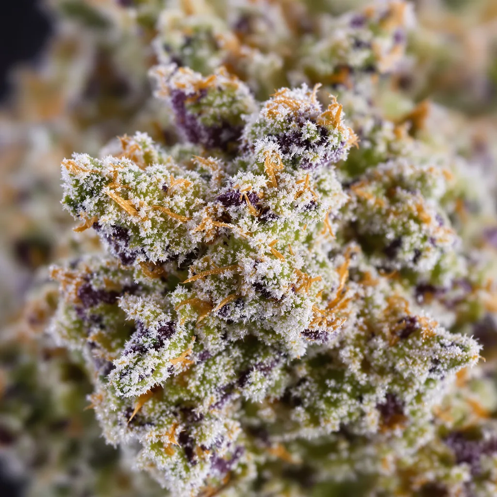 Primer plano de cogollo de cannabis Cereal Milk mostrando estructura abierta con pistilos naranjas