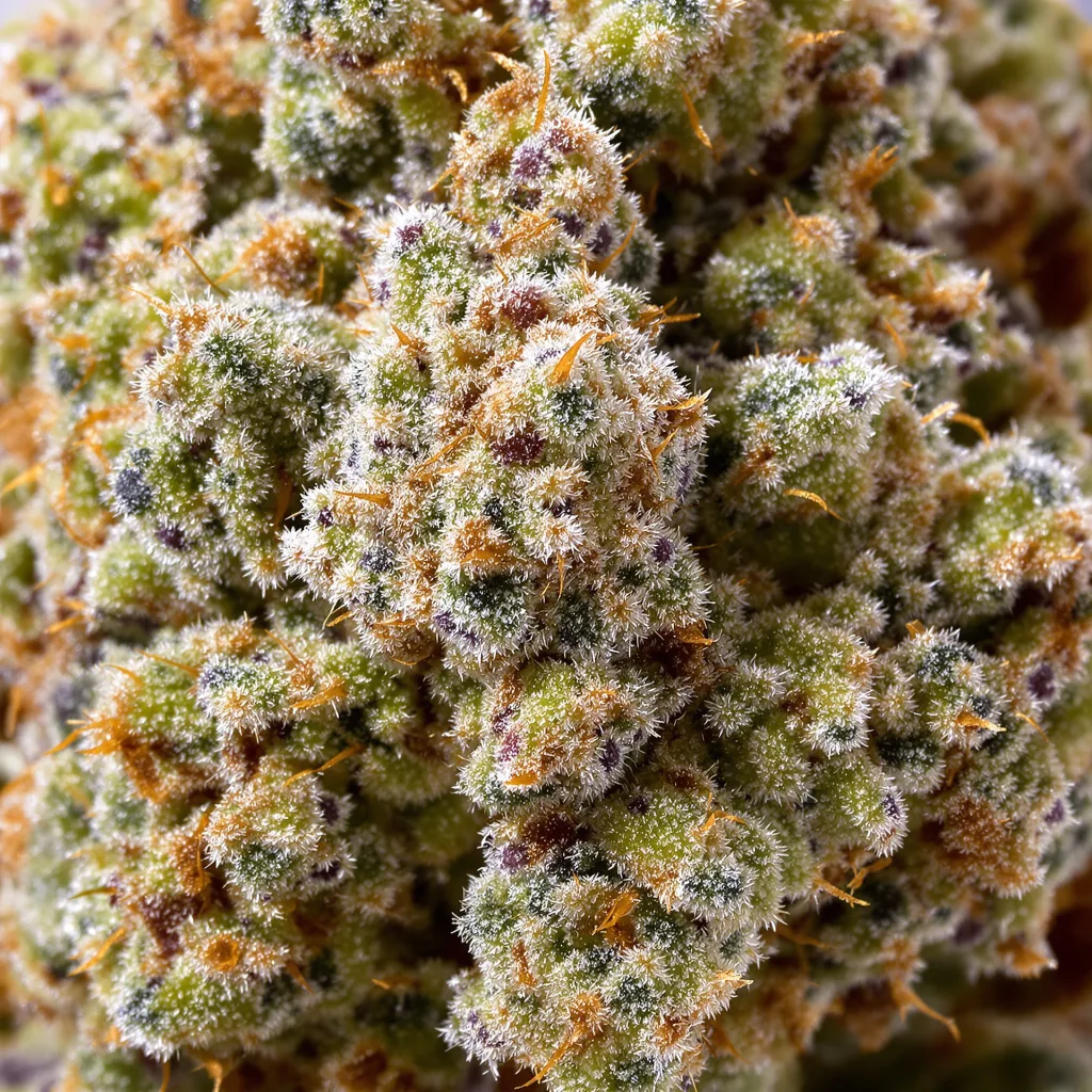 Primer plano de cogollo de cannabis Cheeseburger mostrando estructura abierta con pistilos naranjas