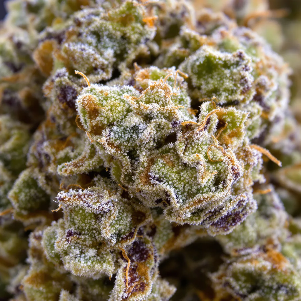 Primer plano de cogollo de cannabis Chem Crush mostrando estructura abierta con pistilos naranjas