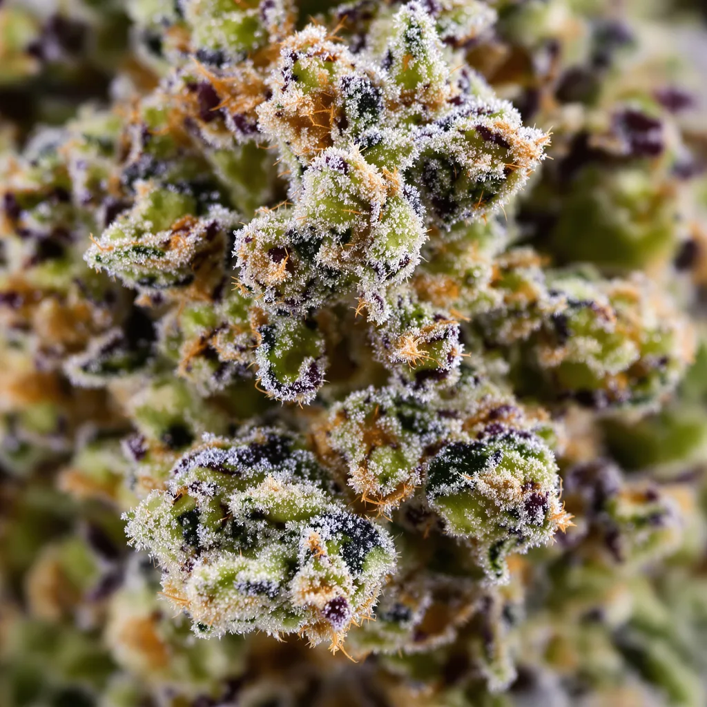 Primer plano de cogollo de cannabis Chem D.O.G. mostrando estructura equilibrada con tricomas escarchados