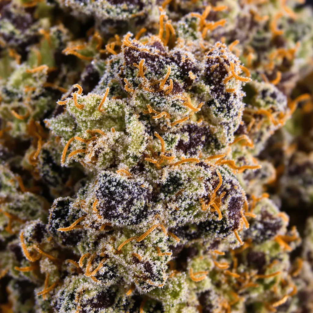 Primer plano de cogollo de cannabis Chem Scout mostrando cálices densos con tonos morados