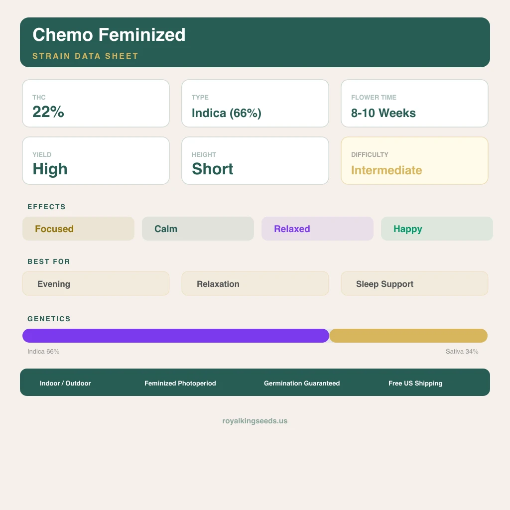 Chemo 66% indica / 34% sativa — flor con tricomas visibles