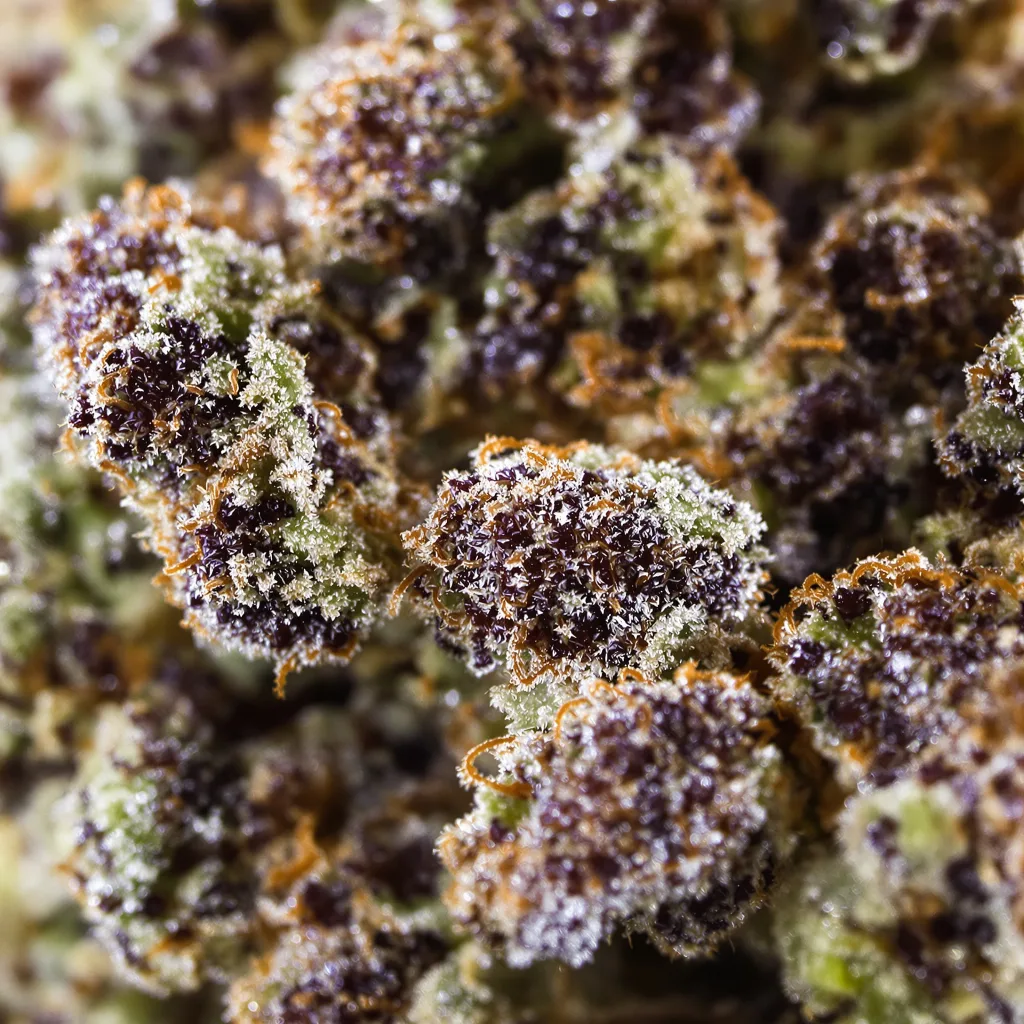 Primer plano de cogollo de cannabis Chemo mostrando cálices densos con tonos morados