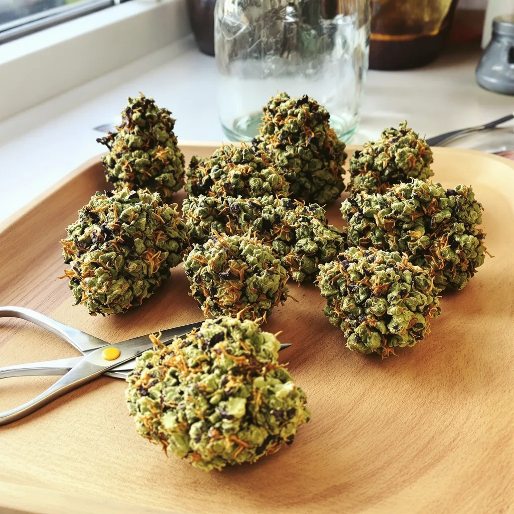 Cherry Kush 75% indica / 25% sativa — flor con tricomas visibles