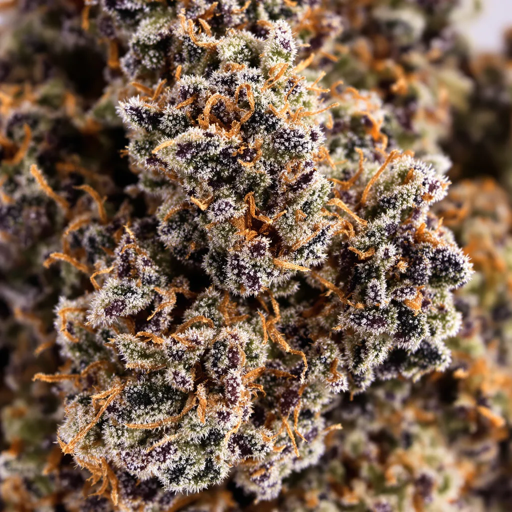 Primer plano de cogollo de cannabis Cherry Kush mostrando cálices densos con tonos morados