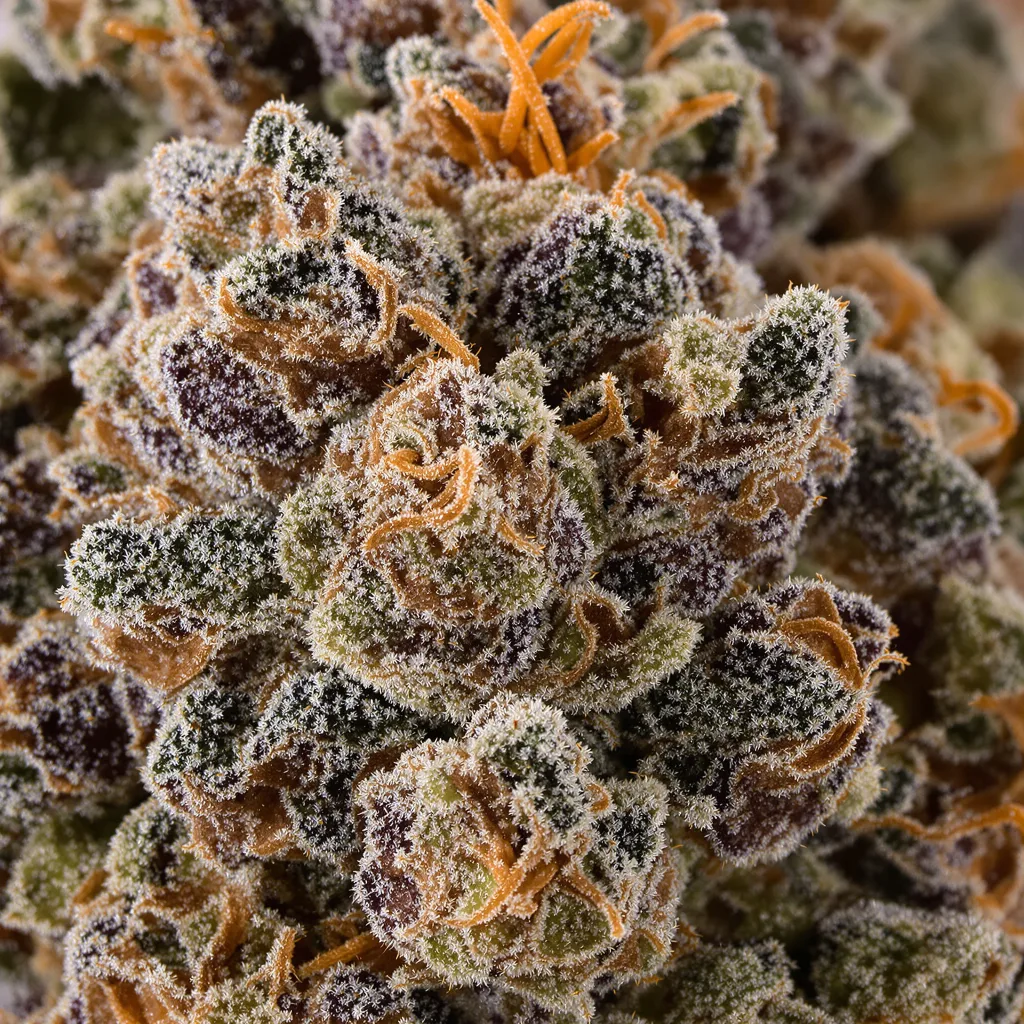 Primer plano de cogollo de cannabis Cherry Kush mostrando cálices densos con tonos morados
