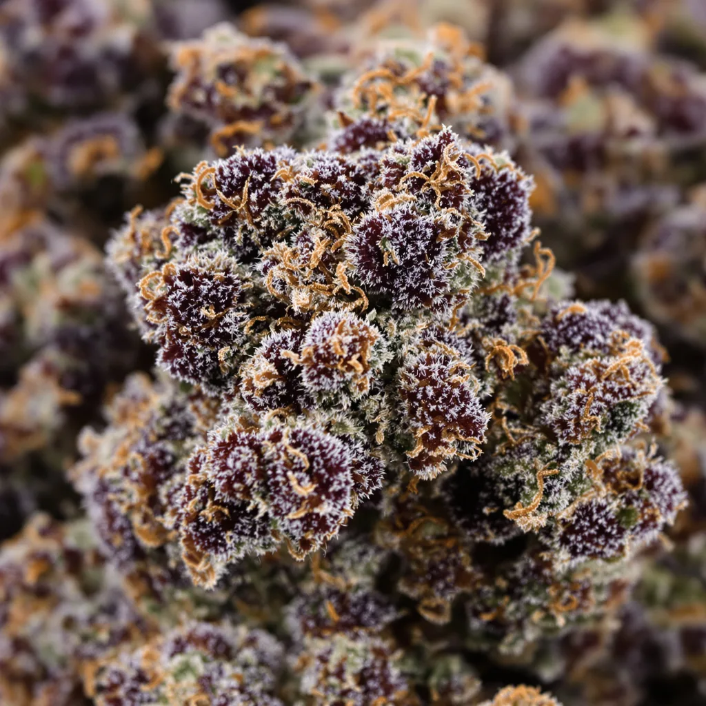 Primer plano de cogollo de cannabis Cherry OG mostrando cálices densos con tonos morados