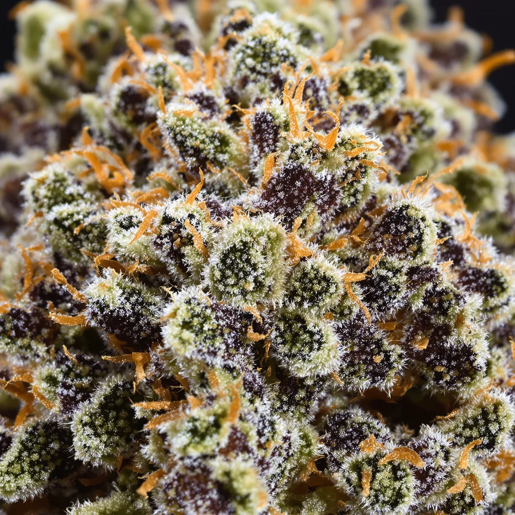 Primer plano de cogollo de cannabis Cherry Pie mostrando cálices densos con tonos morados