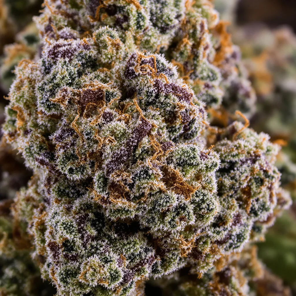 Primer plano de cogollo de cannabis CHR Super OG mostrando cálices densos con tonos morados