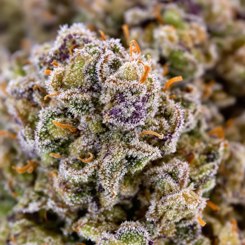 Primer plano de cogollo de cannabis Chronic Thunder mostrando estructura equilibrada con tricomas escarchados
