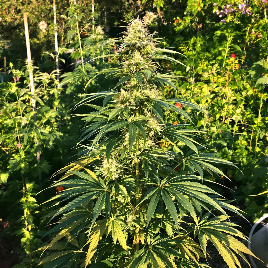 Cinderella 99 5% indica / 95% sativa — flor con tricomas visibles