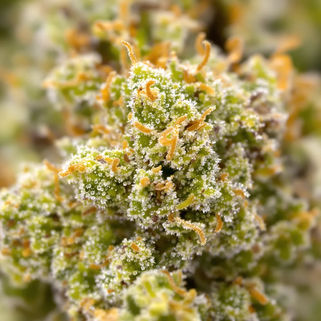 Primer plano de cogollo de cannabis Cinderella's Dream mostrando estructura aireada verde lima