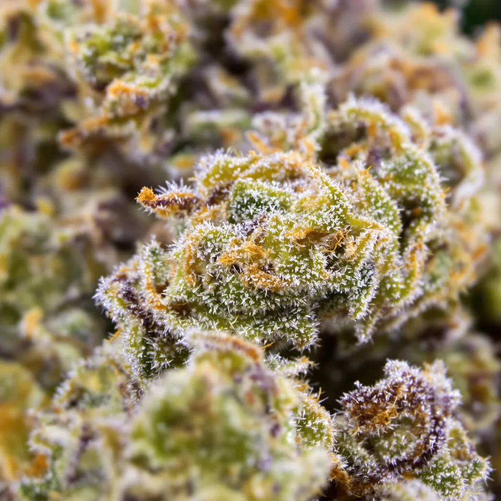 Primer plano de cogollo de cannabis Cinex mostrando estructura abierta con pistilos naranjas